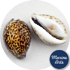 Cowrie Tiger Large 7-9cm